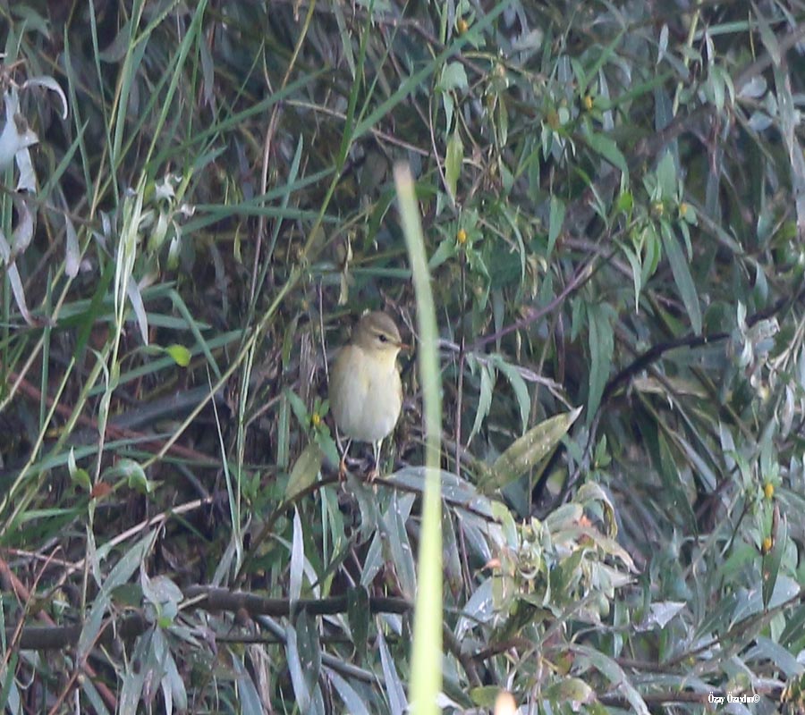 Common Chiffchaff