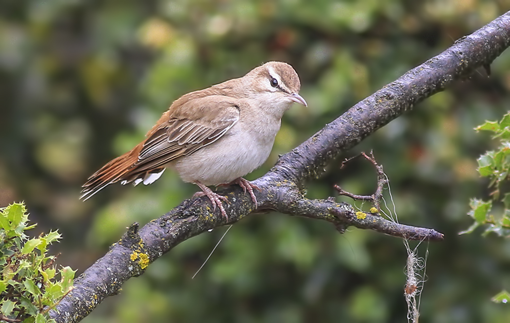 Rufous-tailed Scrub Robin