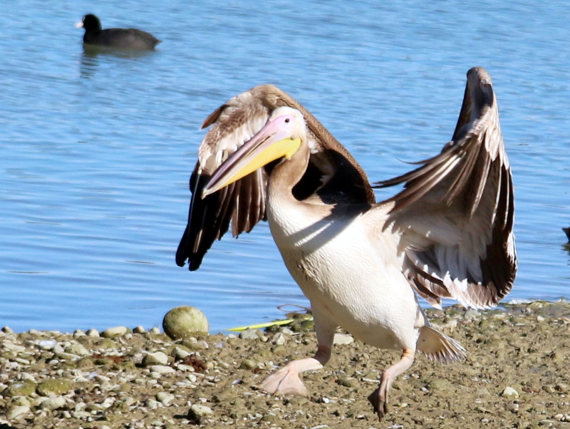 Great White Pelican