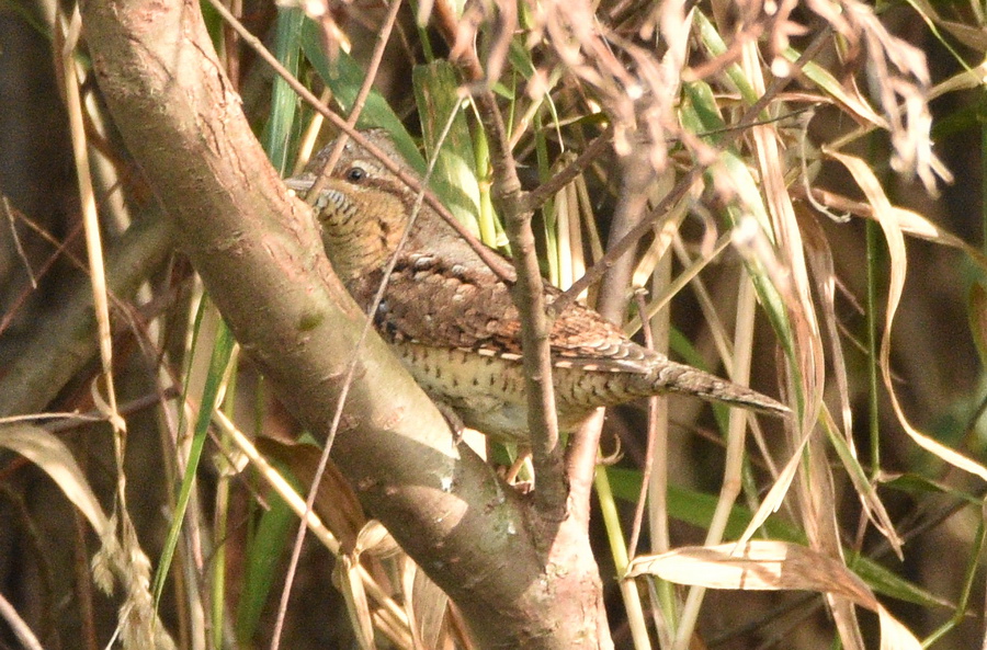 Eurasian Wryneck