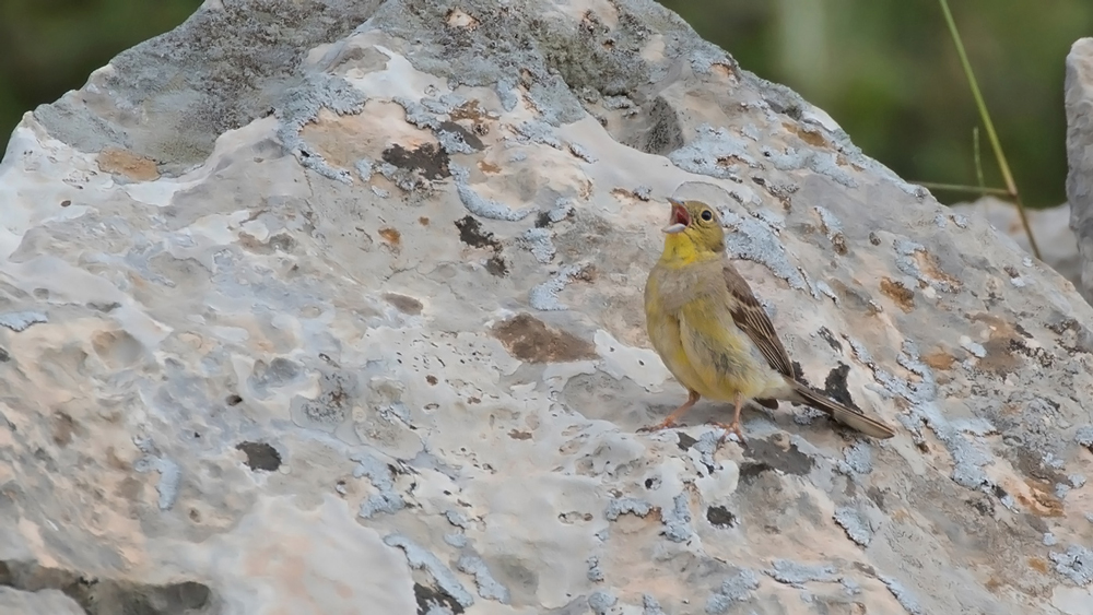 Cinereous Bunting