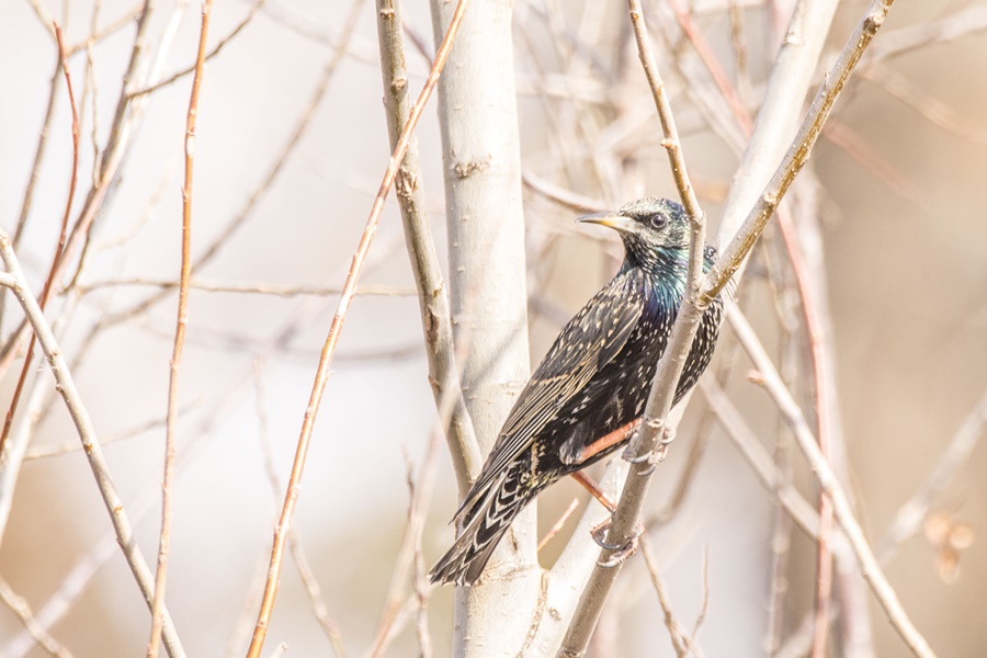Common Starling