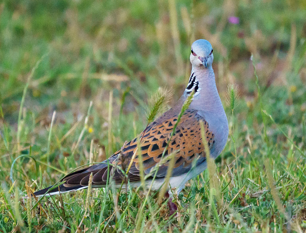 European Turtle Dove