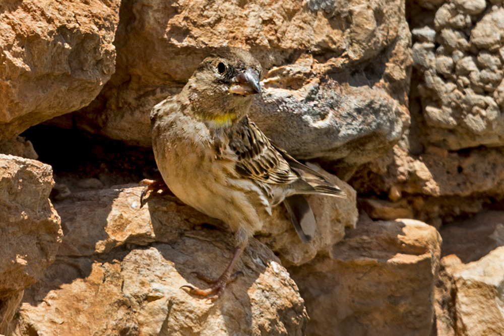 Rock Sparrow