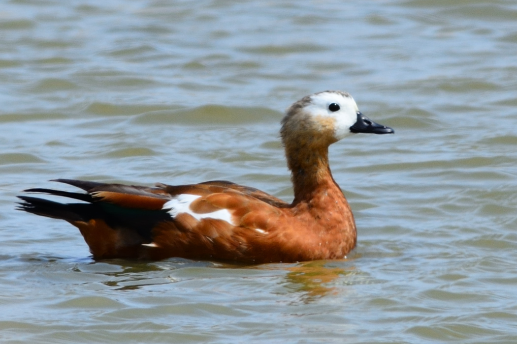 Ruddy Shelduck