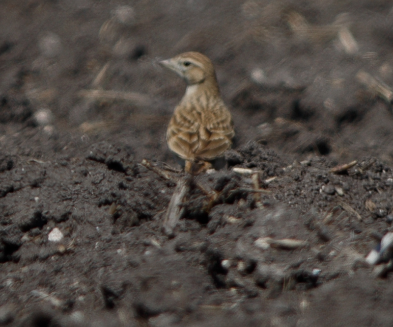Greater Short-toed Lark