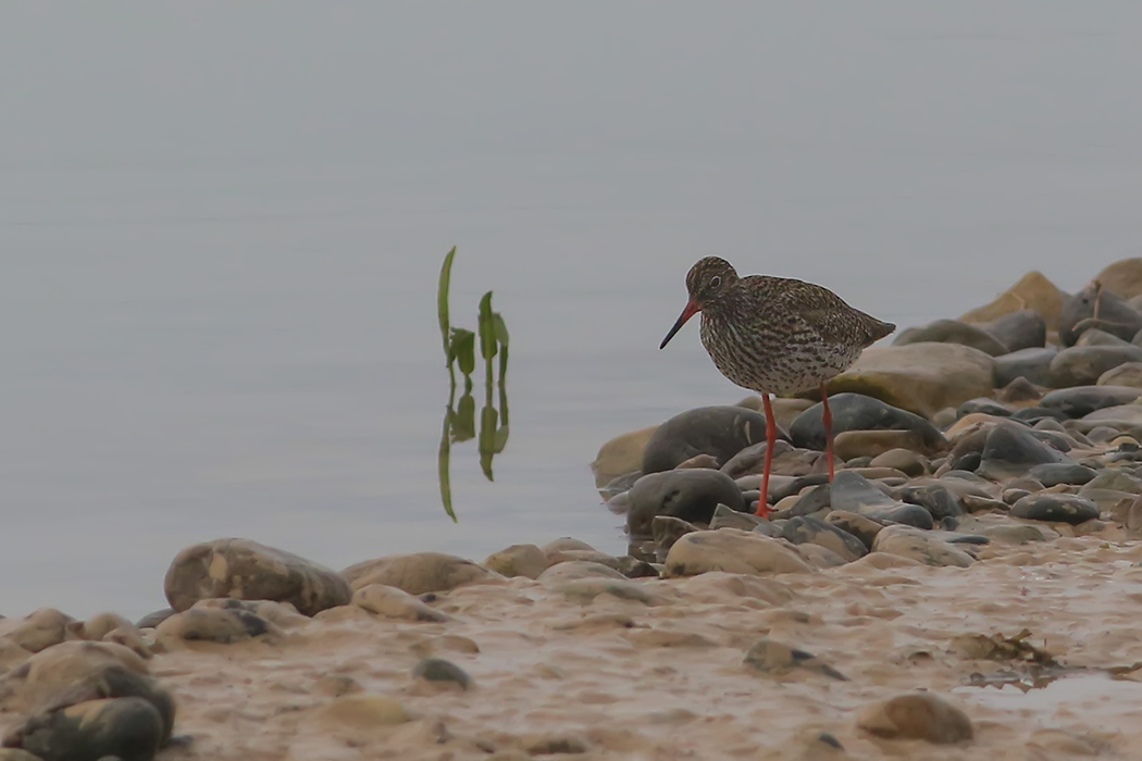 Common Redshank