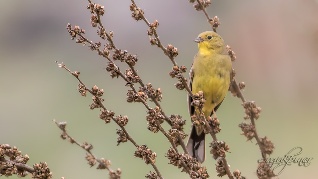 Cinereous Bunting