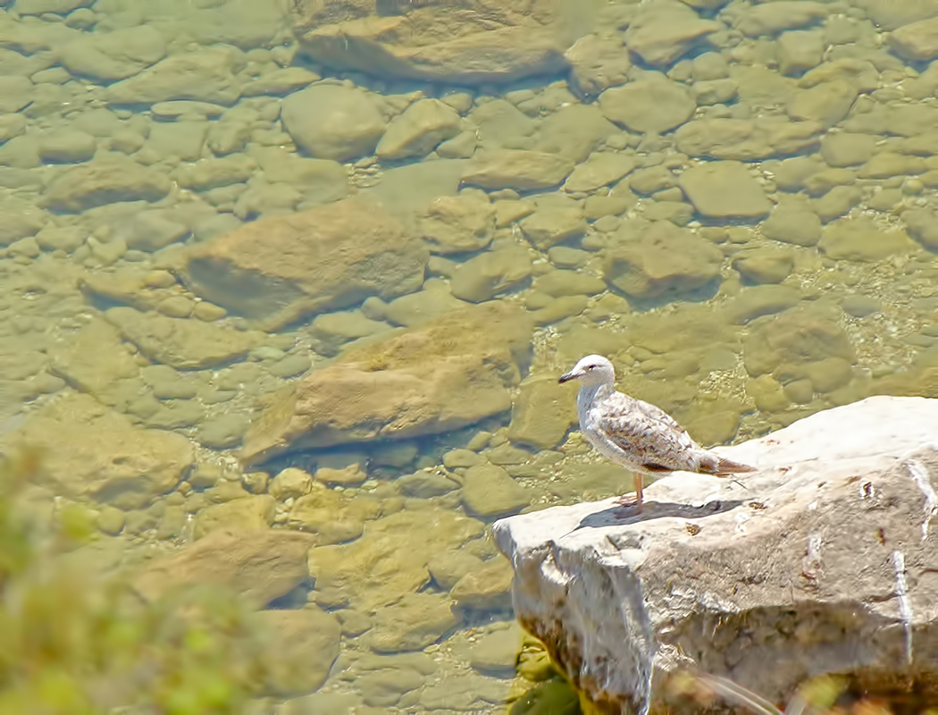 Caspian Gull