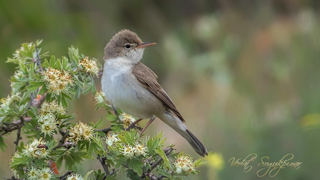 Upcher`s Warbler