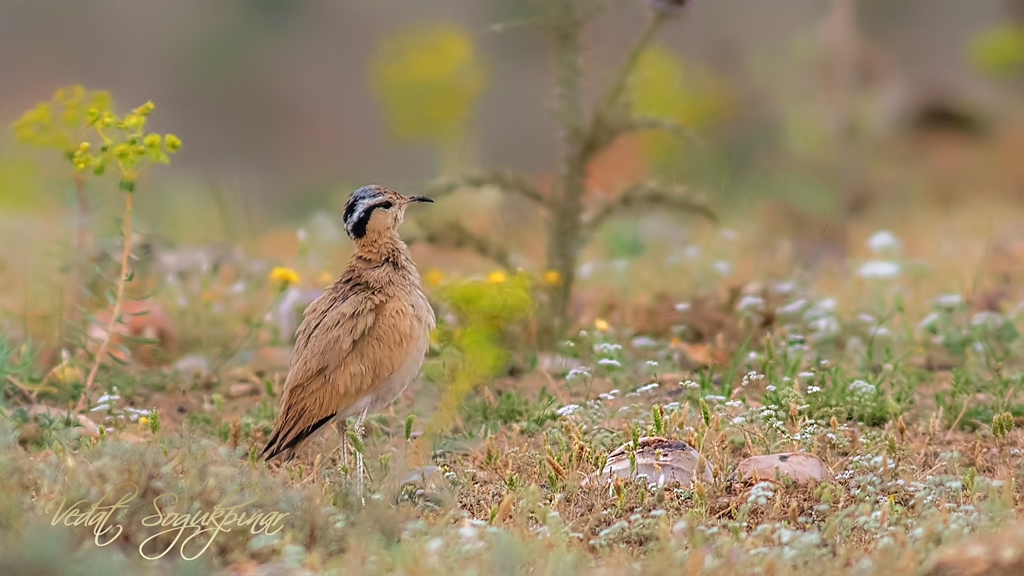 Cream-colored Courser