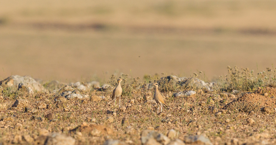 Cream-colored Courser