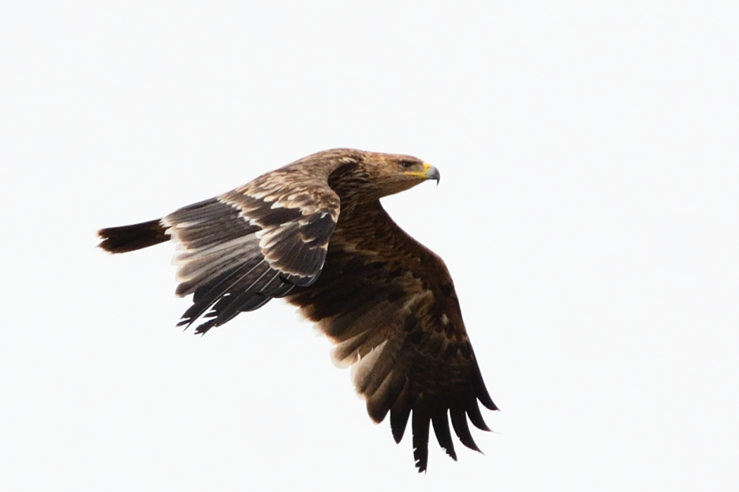 Eastern Imperial Eagle