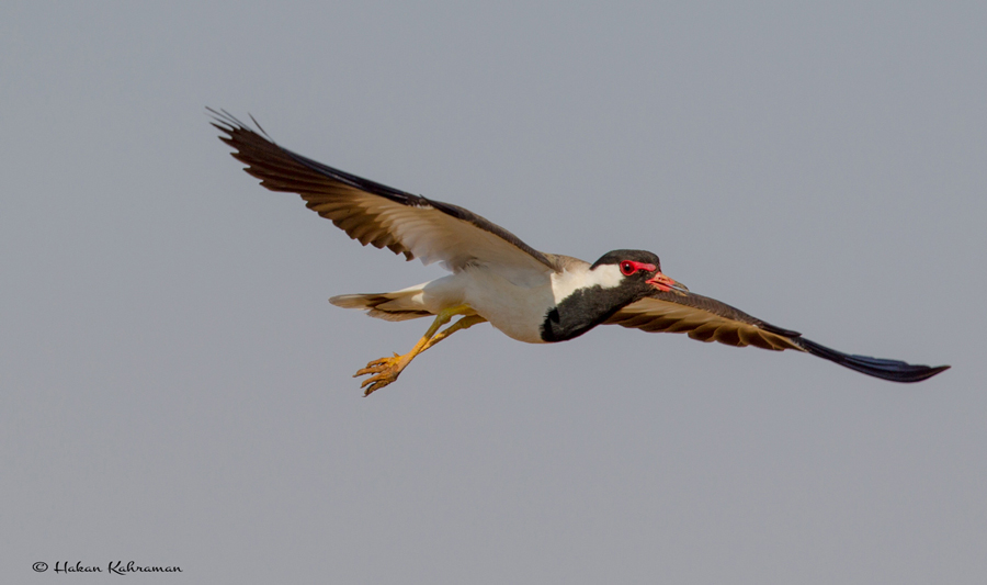Red-wattled Lapwing