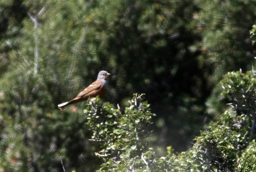 Cretzschmar`s Bunting