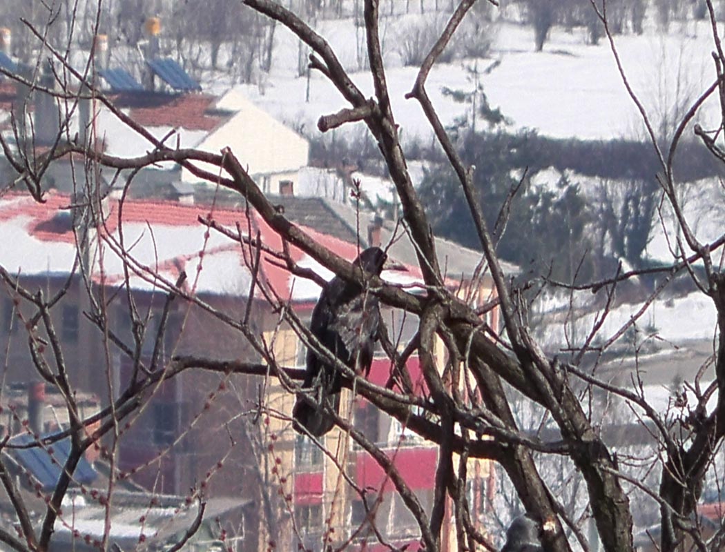 Ekin Kargası