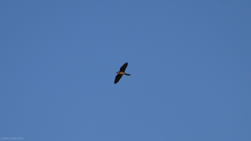 Eleonora`s Falcon