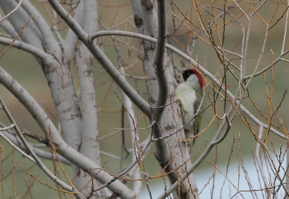 European Green Woodpecker