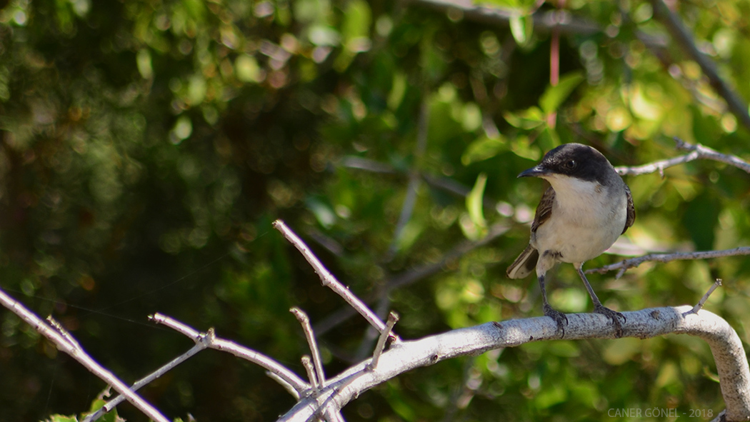 Eastern Orphean Warbler