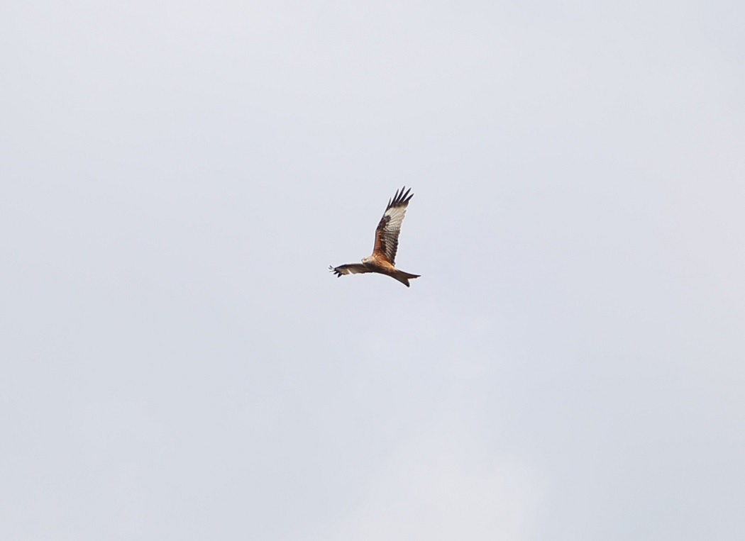 Red Kite