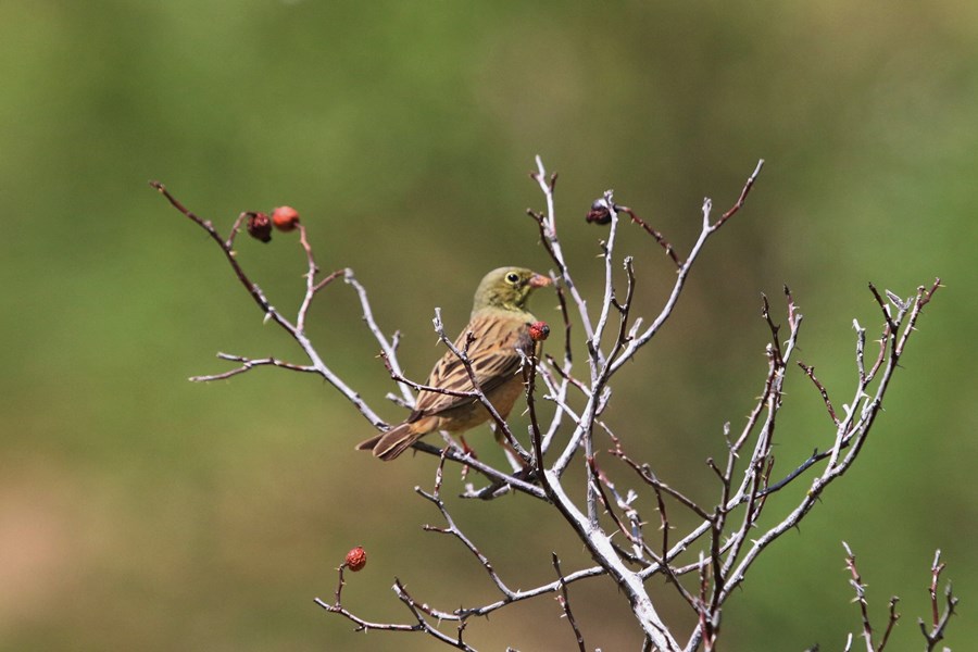 Ortolan Bunting