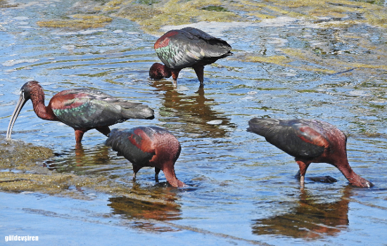 Glossy Ibis