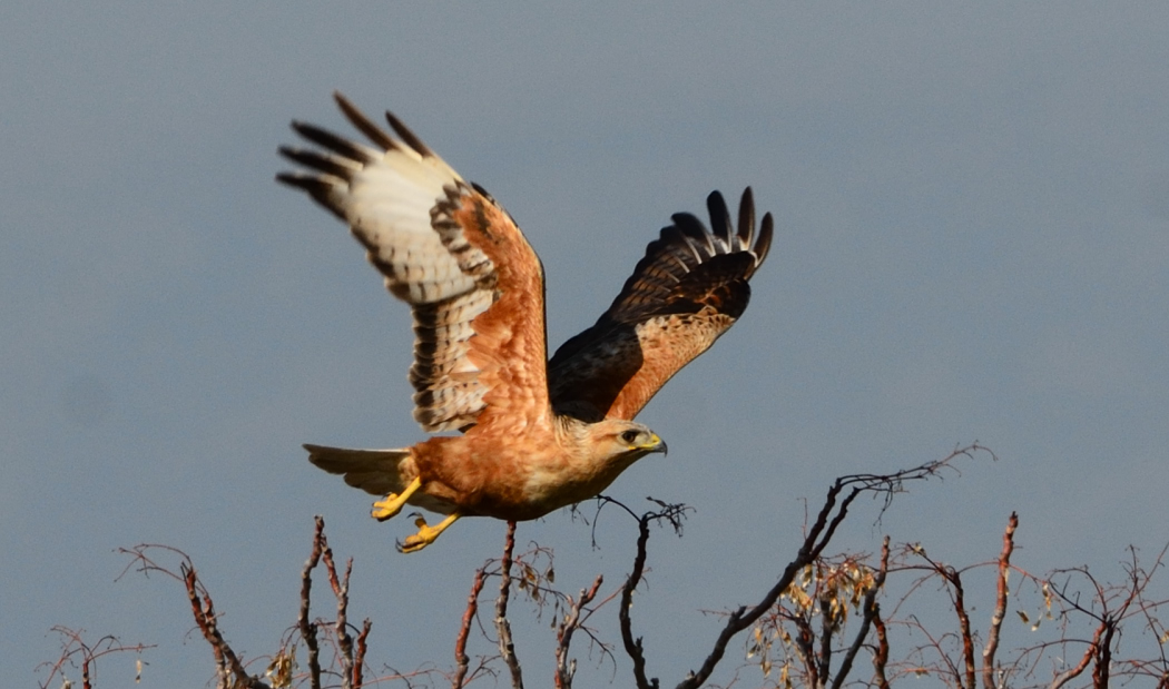 Long-legged Buzzard
