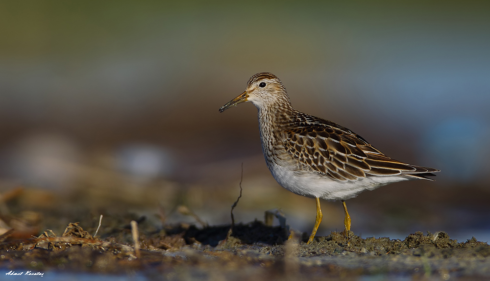Pectoral Sandpiper