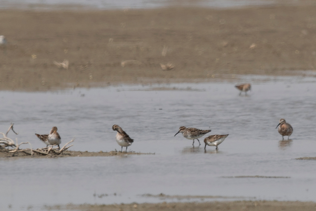 Broad-billed Sandpiper