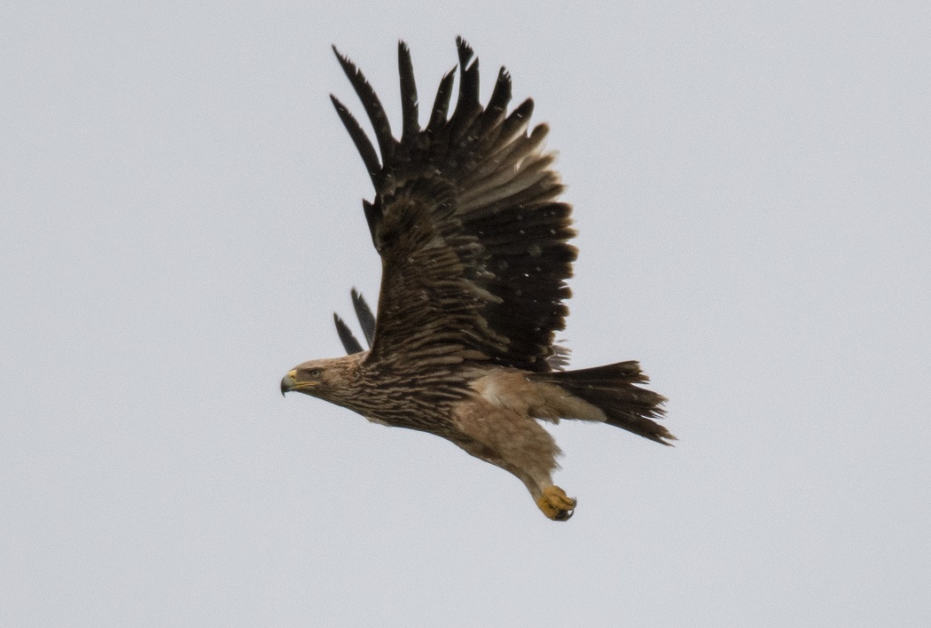 Eastern Imperial Eagle