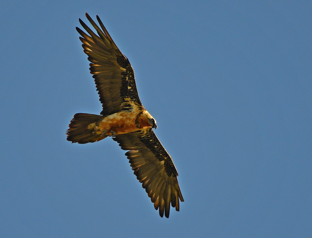 Bearded Vulture