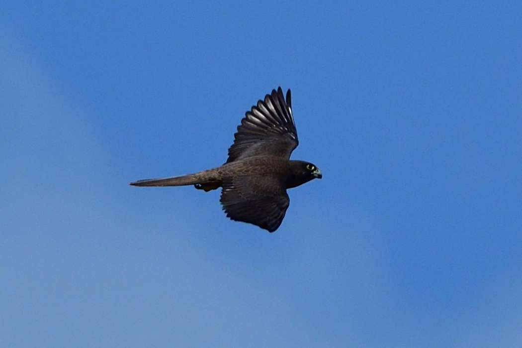 Eleonora`s Falcon