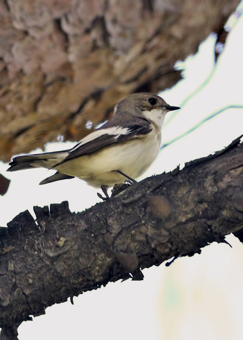 European Pied Flycatcher