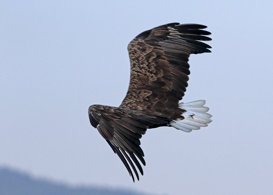 Akkuyruklu Kartal