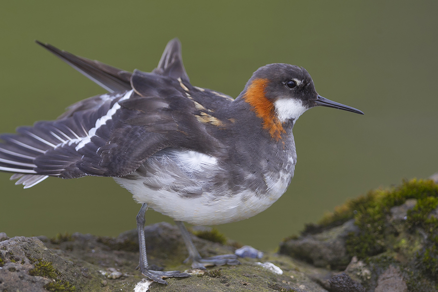 Red-necked Phalarope