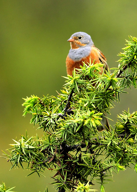 Cretzschmar`s Bunting