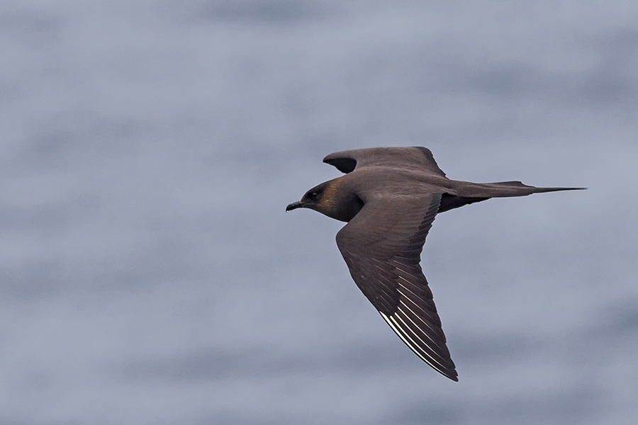 Parasitic Jaeger