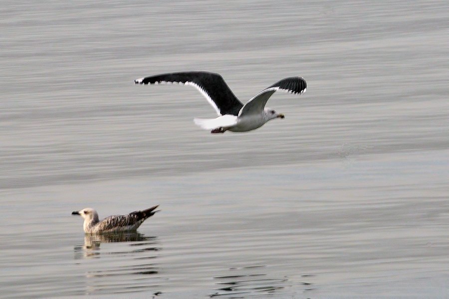 Great Black-backed Gull