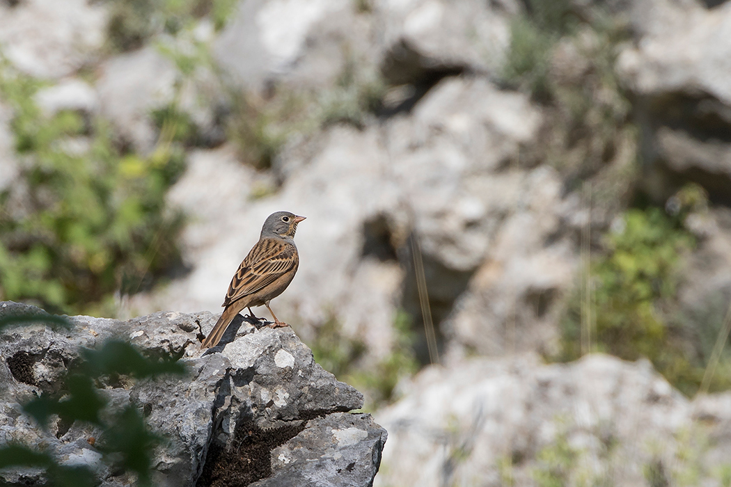 Cretzschmar`s Bunting