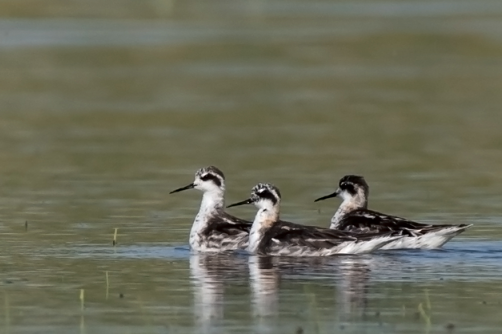 Red-necked Phalarope