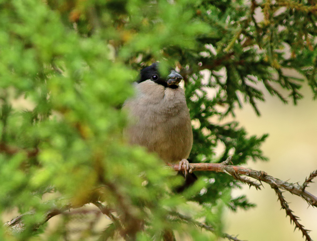 Eurasian Bullfinch