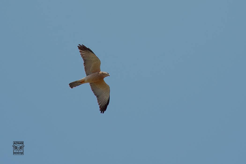 Levant Sparrowhawk
