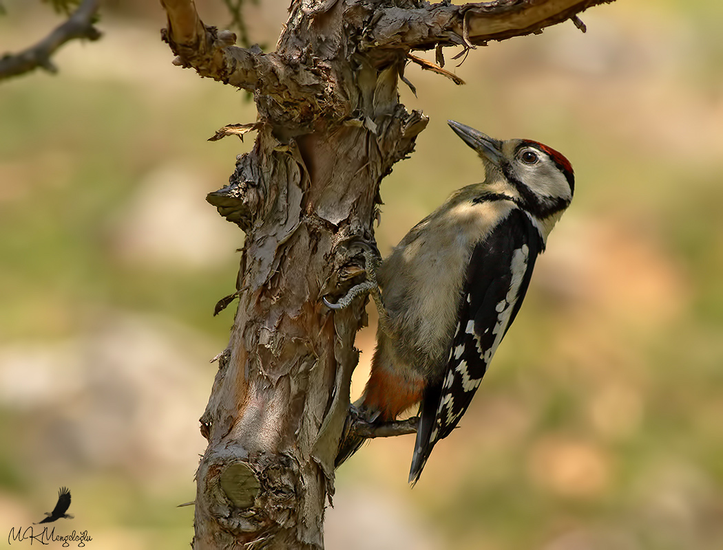 Great Spotted Woodpecker