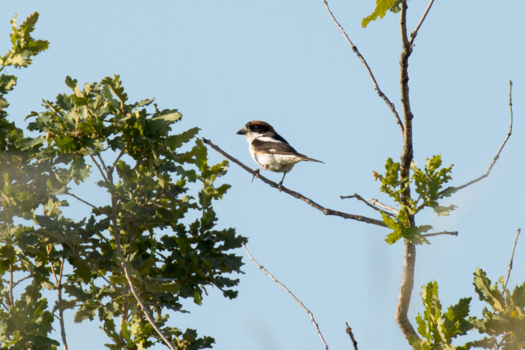 Woodchat Shrike