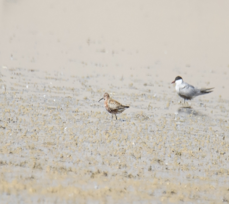 Curlew Sandpiper