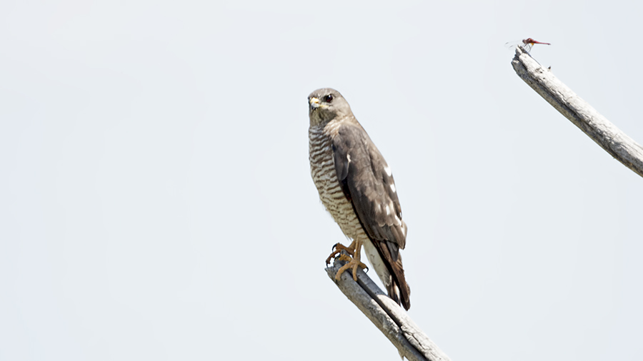 Levant Sparrowhawk