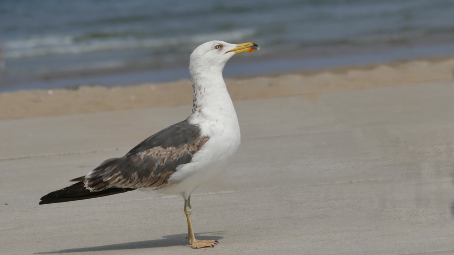 Lesser Black-backed Gull