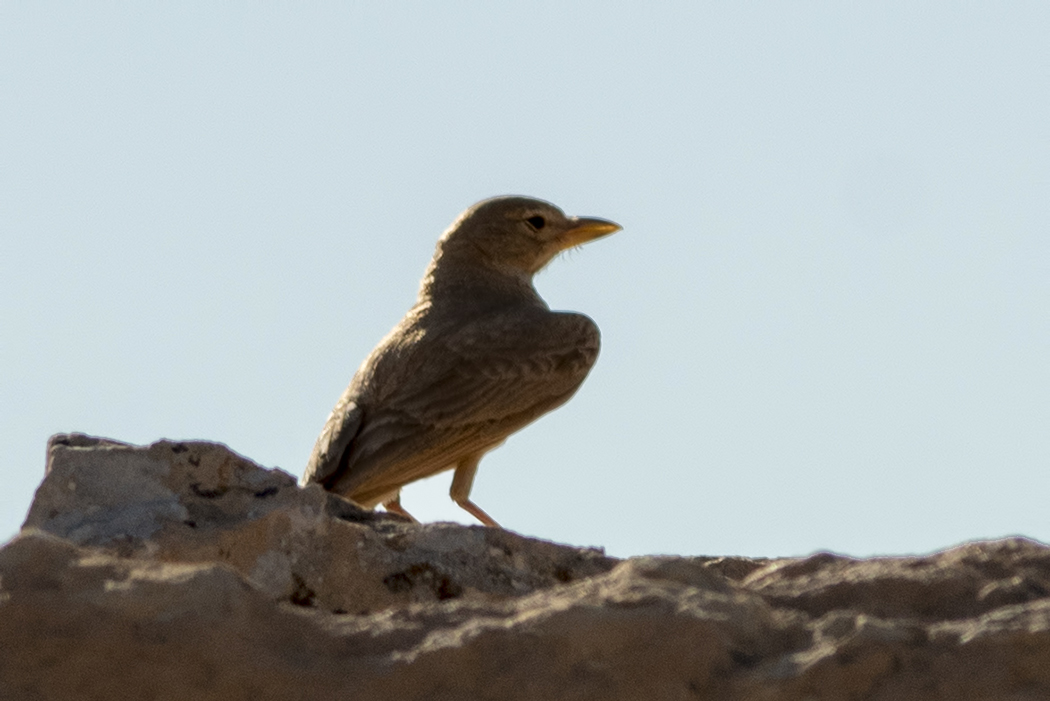 Desert Lark