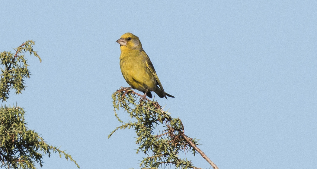 European Greenfinch
