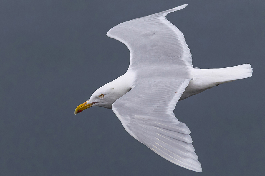 Glaucous Gull